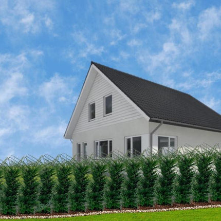 Eibe Baccata – Eibenhecke – 20 Pflanzen für 10 Meter – Immergrüne Heckenpflanzen 100–125cm – Gemeine Eibe – Dicht wachsend & schnittverträglich