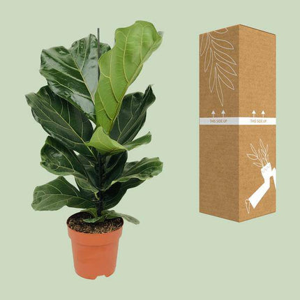 Geigen – Feige (Ficus lyrata) Zimmerpflanze Ø17cm ↕75cm – pflegeleichte Grünpflanze für Wohnzimmer, Büro & helle Standorte kaufen