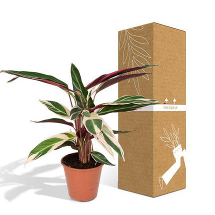 Calathea Triostar – Ø17cm H60cm – Tropische Zimmerpflanze mit rosa – grün – weißem Blattmuster – Pflegeleicht – Für indirektes Licht – Luftreinigend