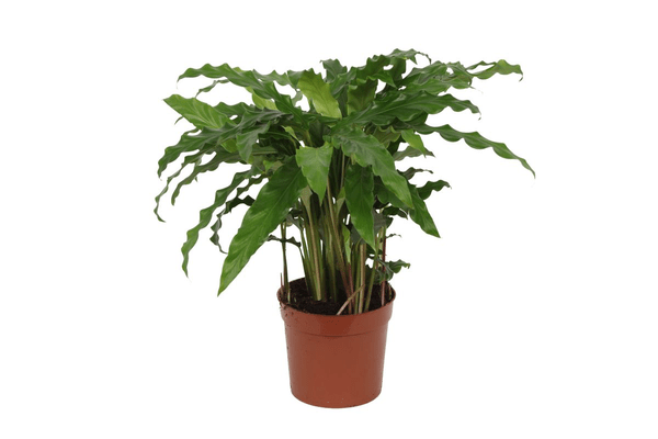 Calathea Bluegrass – Korbmarante Zimmerpflanze – Blaugrüne Blätter mit lila Unterseite – ↕35cm – Ø12cm – Tropische Pflanze für Wohnzimmer, Büro & Badezimmer