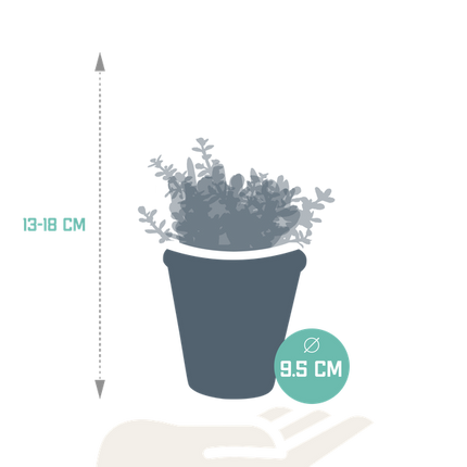 Crassula Mix – Dickblatt 3 Pflanzen – Ø8,5cm Zimmerpflanzen im Terrakotta-Topf – Verschiedene Sukkulenten im mediterranen Tontopf – Pflegeleichte Pflanzen für Fensterbank, Büro & Wohnzimmer