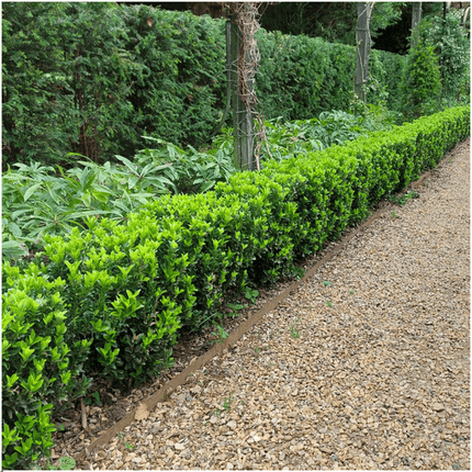 Euonymus Green Spire – Japanischer Spindelstrauch – 12 Pflanzen Ø7cm – ↕15cm – Immergrün & Winterhart – Buchsbaum Ersatz für Hecke und Garten