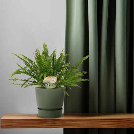 Schwertfarn Nephrolepis Green Lady – Boston-Farn Zimmerpflanze – Ø12cm – 30cm Höhe – luftreinigend & pflegeleicht – elegantes, grünes Laub