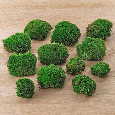Gartenpflanzen