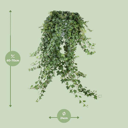 Hedera Helix Pitsburg – Efeu Hängepflanze – Zimmerpflanze Ø24cm – ca. 70cm Länge – Luftreinigende Kletterpflanze für drinnen