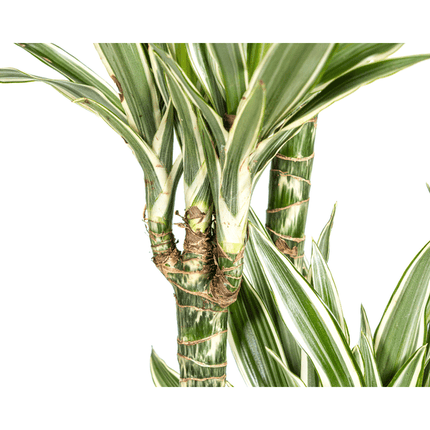 Drachenbaum Dracaena Deremensis White Stripe – Zimmerpflanze – Ø27 cm – Höhe 180 cm – Elegante Blattzeichnung & pflegeleicht