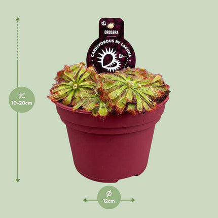 Drosera Aliciae – Sonnentau – Ø12cm – Fleischfressende Pflanze – Zimmerpflanze für Insektenabwehr & Dekoration – Pflegeleicht & faszinierend