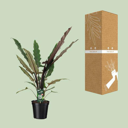 Elefantenohr – Alocasia Lauterbachiana – Zimmerpflanze – Ø19cm – ↕80cm - Exotische Pflanze mit gezackten Blättern – Blickfang für Wohnzimmer & Büro