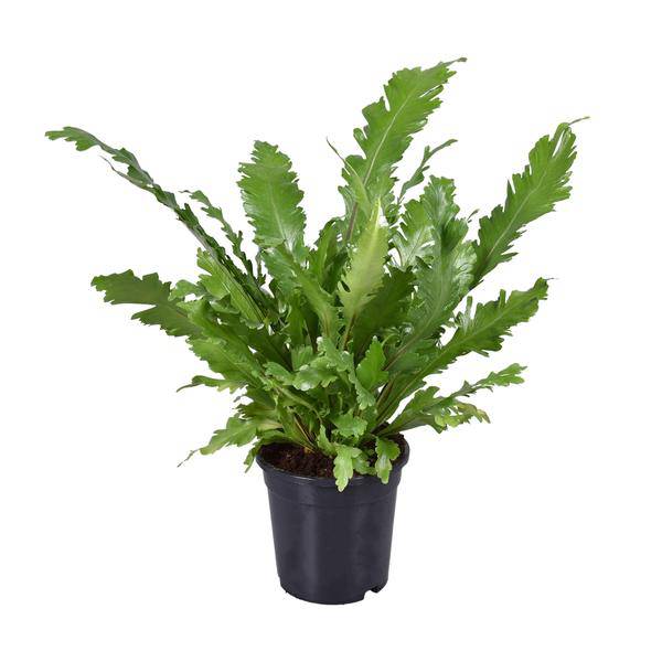 Nestfarn – Asplenium Nidus – Zimmerpflanze – Ø17cm – ca. 45cm hoch – dekorativer pflegeleichter Farn für Zuhause & Büro