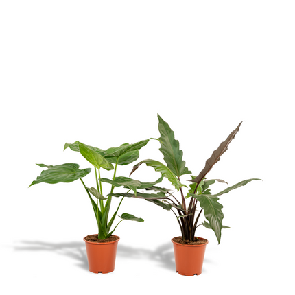 Alocasia Set – Cucullata & Lauterbachiana – Ø19cm Zimmerpflanzen – Exotische Grünpflanzen mit großen dekorativen Blättern – Pflegeleichte Pflanzen für Wohnzimmer, Büro & Wintergarten