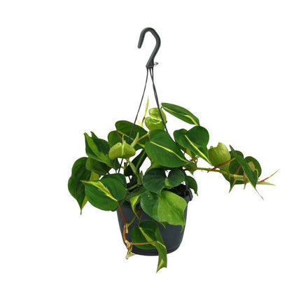 Herzblatt Philodendron Scandens Brasil – Ø15cm – ↕35cm – Pflegeleichte Kletterpflanze mit herzförmigen Blättern – Zimmerpflanze für Wohnzimmer, Büro & Schlafzimmer