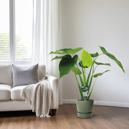 Alocasia Cucullata – Elefantenohr – Ø19cm x H55cm – Tropische Zimmerpflanze mit großen grünen Blättern – Pflegeleicht & dekorativ – Für indirektes Licht
