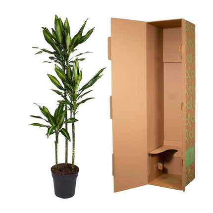 Drachenbaum Zimmerpflanze Ø24cm ↕160cm – pflegeleichte Grünpflanze für Wohnzimmer, Büro & helle Standorte kaufen
