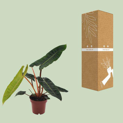 Philodendron billietiae – Baumfreund – Ø12cm – Höhe ca. 25cm – Pflegeleichte Zimmerpflanze – Tropische Blattschmuckpflanze mit glänzenden Blättern