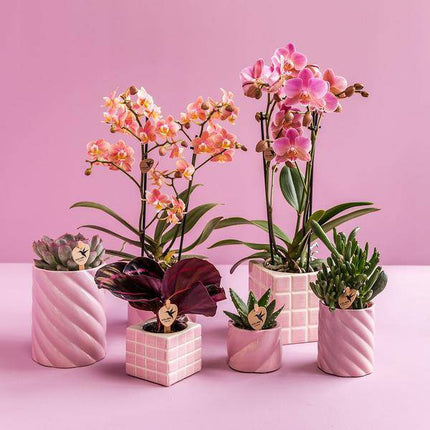 Candy Dekotopf – Hoch – Rosa – Ø9cm – Keramik Übertopf – Runde Form – Farbenfrohes Design – Für Zimmerpflanzen & Orchideen