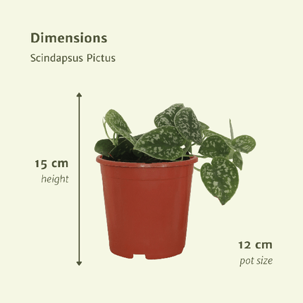 Efeutute Scindapsus pictus Epipremnum Zimmerpflanze Ø12cm – pflegeleichte Grünpflanze für Wohnzimmer, Büro & helle Standorte kaufen