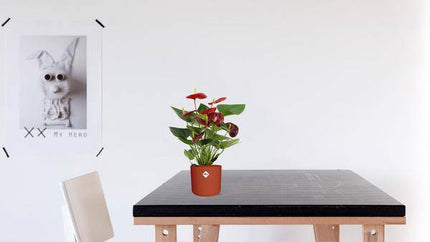 Anthurium Calon – Flamingoblume – Zimmerpflanze – Ø12cm – ↕36cm – Tropische Blühpflanze mit herzförmigen Blüten – Luftreinigend & pflegeleicht – Für Zuhause & Büro