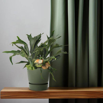 Geweihfarn Platycerium bifurcatum Zimmerpflanze Ø26cm ↕80cm – pflegeleichte Grünpflanze für Wohnzimmer, Büro & helle Standorte kaufen