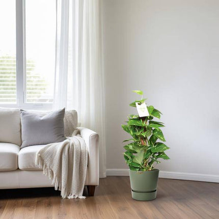 Efeutute Epipremnum Scindapsus Pinnatum – Goldene Efeutute am Moosstock – Zimmerpflanze Ø15cm ↕60cm – Herzförmige Blätter – Pflegeleichte Rankpflanze für Wohnzimmer, Büro & Innenräume