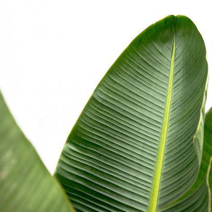 Strelitzia Augusta – Baum-Strelitzie XXL – Weißer Paradiesvogel – 250cm hoch – Ø38cm – Zimmerpflanze mit großen Fächerblättern – Exotischer Blickfang für helle Räume