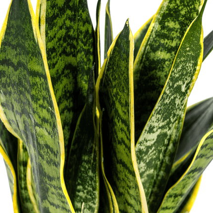 Bogenhanf Sansevieria Trifasciata Futura Superba – Zimmerpflanze – Ø17 cm Topf – Höhe 50-55 cm – Robust & pflegeleicht