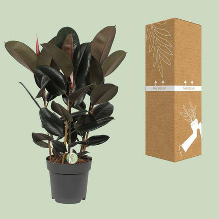 Gummibaum – Ficus Abidjan – tropische Zimmerpflanze – Ø27cm – ↕90cm – große grüne Blätter – pflegeleichte Pflanze für Wohnzimmer & Büro