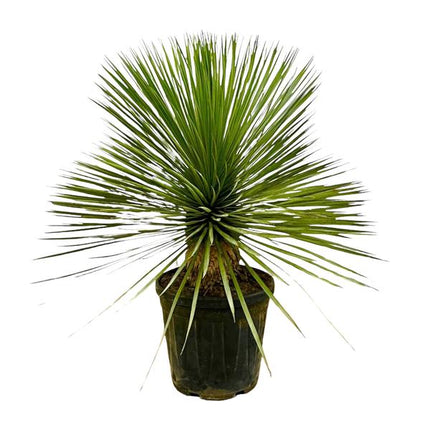 Palmlilie – Yucca Rostrata auf Stiel – ↕70cm – Ø30cm – Exotische Zimmer – & Terrassenpflanze – Pflegeleicht & robust