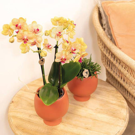 Phalaenopsis Orchid Orange Jamaica – Zimmerpflanze – Ø9cm – Strahlend orangefarbene Blüten