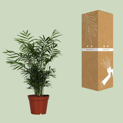 Mexikanische Bergpalme – Chamaedorea elegans – Zimmerpflanze – Ø17cm – 55cm hoch – pflegeleichte luftreinigende Grünpflanze für Wohnzimmer & Büro