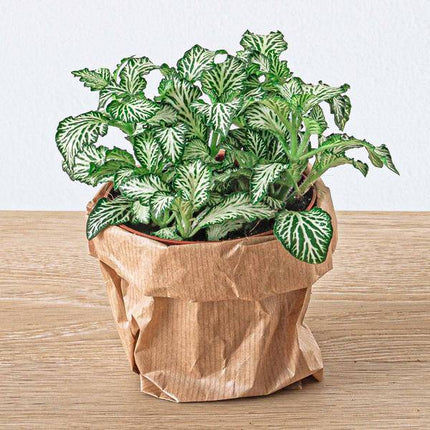 Mosaikpflanze Fittonia White – Weißer Tiger – Terrarienpflanze Ø8cm – Pflegeleichte Zimmerpflanze mit dekorativen weiß-grünen Blättern