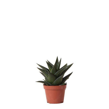 Sukkulente Haworthia Limifolia – Grüne Zimmerpflanze – Ø6cm – Pflegeleicht & Dekorativ – Perfekt für helle Standorte