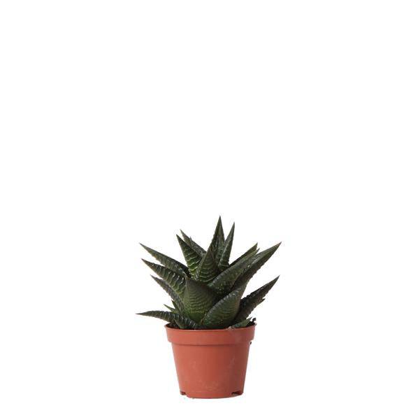 Sukkulente Haworthia Limifolia – Grüne Zimmerpflanze – Ø6cm – Pflegeleicht & Dekorativ – Perfekt für helle Standorte