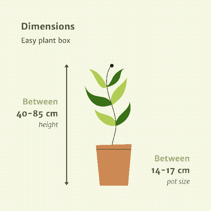 Pflanzkasten Easy – 4 pflegeleichte Zimmerpflanzen – Sansevieria, Yucca, Zamioculcas & Dracaena – Verschiedene Höhen 40-85cm – Ø14 – Ø17