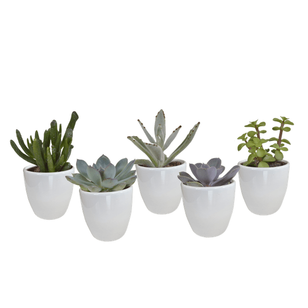 Sukkulenten Mix – 5 Pflanzen– Ø5,5cm Zimmerpflanzen im weißen Glas – Verschiedene Mini-Sukkulenten im Übertopf – Pflegeleichte Pflanzen für Fensterbank, Büro & Wohnzimmer