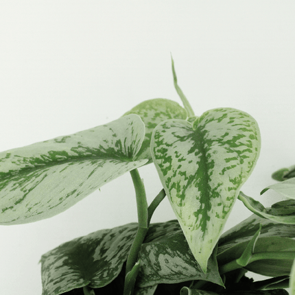 Efeutute – Scindapsus pictus Trebie Epipremnum – 2 Pflanzen – Ø15cm – Höhe ca. 25cm – Pflegeleichte Zimmerpflanzen – Rank- & Hängepflanzen mit silber gemusterten Blättern