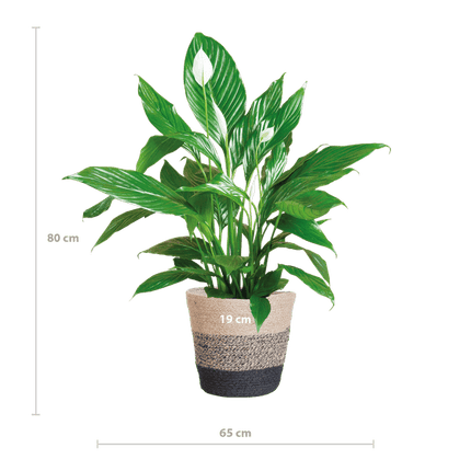 Scheidenblatt – Spathiphyllum – ↕80 cm – Ø21 cm-Topf + Schwarzer Korb „Lissabon“ – Luftreinigende Zimmerpflanze mit weißen Blüten – Pflegeleicht