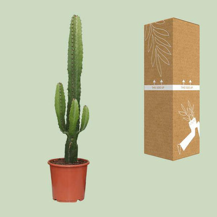 Kaktus-Wolfsmilch – Euphorbia Acrurensis – Zimmerpflanze – Ø17 cm – 70 cm hoch – Sukkulente mit kerzenähnlichen Stängeln – Pflegeleicht & dekorativ – Halbschatten geeignet