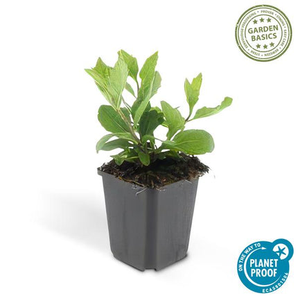 Wild-Aster – Aster ageratoides 'Asran' – Staude – Hellblaue Blüten – ↕10-25 cm – Ø9 cm – 40 Pflanzen – Herbstblüher für Sonne & Garten