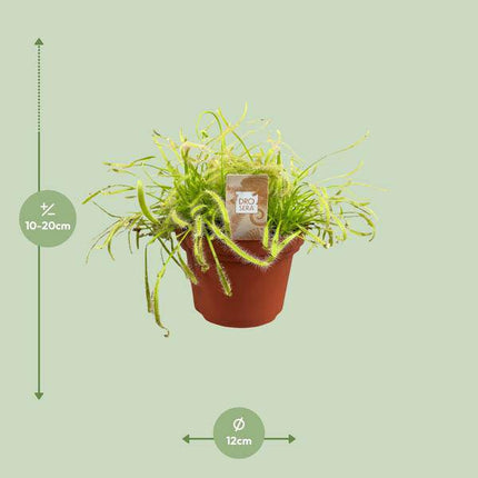 Kap-Sonnentau Drosera capensis – Karnivore Zimmerpflanze – Ø12cm – ca. 17cm hoch – Insektenfangpflanze mit Tautropfen-Effekt – Pflegeleicht & dekorativ