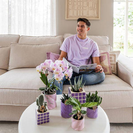 Phalaenopsis Orchidee El Salvador Lila gesprenkelt – inkl. Mosa Ziertopf Lila Ø9cm – Zimmerpflanze mit 2–3 Blütenstielen