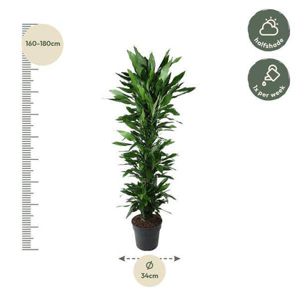 Drachenbaum – Dracaena Janet Lind 170cm – Ø34cm – Zimmerpflanze mit dunkelgrünen glänzenden Blättern – Pflegeleichte Grünpflanze für Wohnzimmer, Büro & Wintergarten