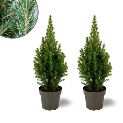 Picea glauca Perfecta – Zuckerhutfichte – 2 Pflanzen – Ø15 cm – ca. 40 cm hoch – Nadelbaum für Garten, Terrasse & Balkon – wintergrün & pflegeleicht
