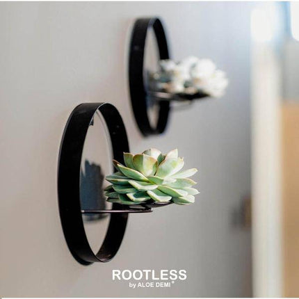 Sukkulente Echeveria Pulidonis – Rootless Schnitt-Sukkulente – Ø12-14cm Rosette im schwarzen Wanddeko Ring Ø20cm – Pflegeleichte Zimmerdeko & Geschenkidee