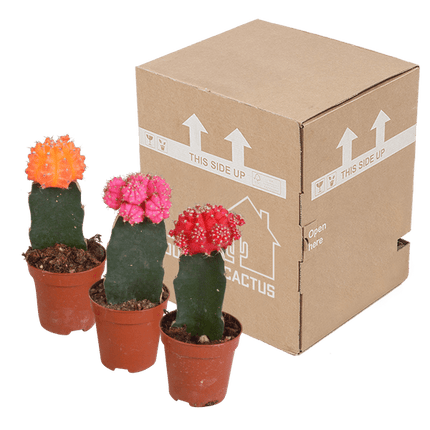 Sukkulenten & Kakteen Mix 3 Pflanzen Ø5,5cm – pflegeleichtes Pflanzen Set für Urban Jungle, Fensterbank, Wohnzimmer & Büro