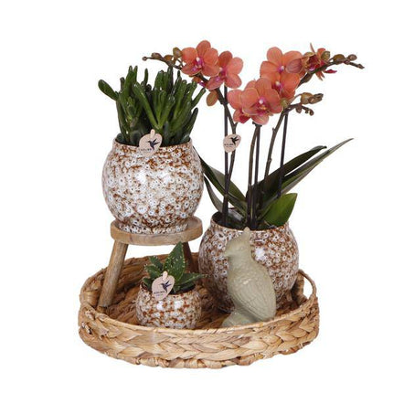 Geschenkset Phalaenopsis Orchidee Rot & Sukkulenten – Inkl. 3 Keramik – Ziertöpfe – Pflanzenset mit Dekotieren – Perfekt als Geschenk & Deko