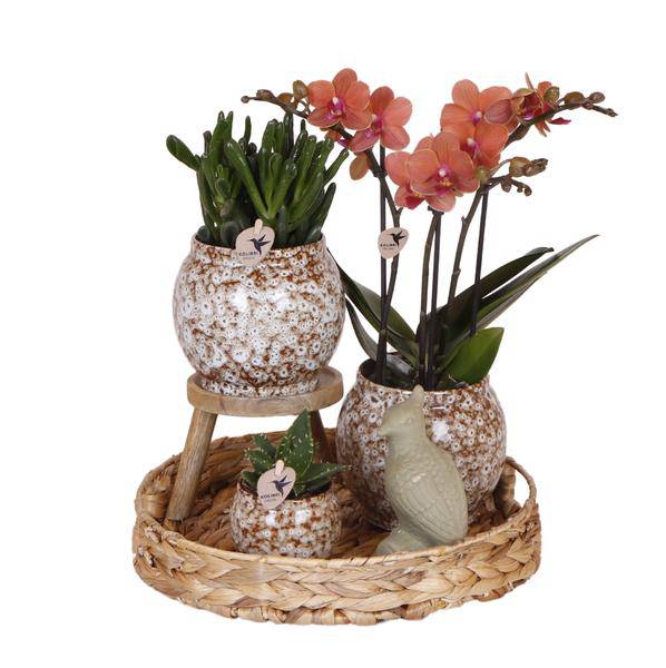 Geschenkset Phalaenopsis Orchidee Rot & Sukkulenten – Inkl. 3 Keramik – Ziertöpfe – Pflanzenset mit Dekotieren – Perfekt als Geschenk & Deko