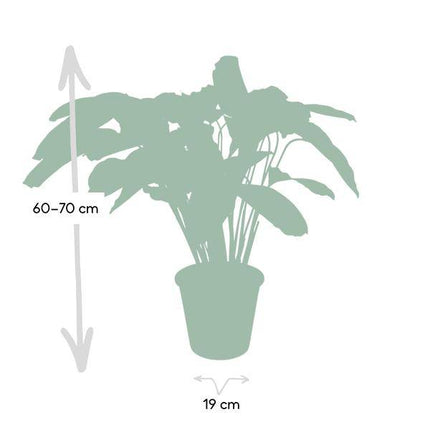 Calathea Flamestar – Pfauenpflanze – Ø19cm – ↕75cm – Exotische Zimmerpflanze mit gemusterten Blättern – Luftreinigend, pflegeleicht & dekorativ