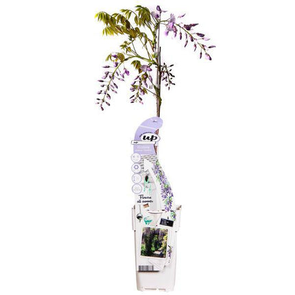 Chinesischer Duft-Blauregen – Wisteria sinensis ‘Caroline’ – Ø15cm – ca. 65cm hoch – Schnellwachsende & winterharte Kletterpflanze mit dunkelblau-lila Blütentrauben – Für Pergola, Zaun & Fassade