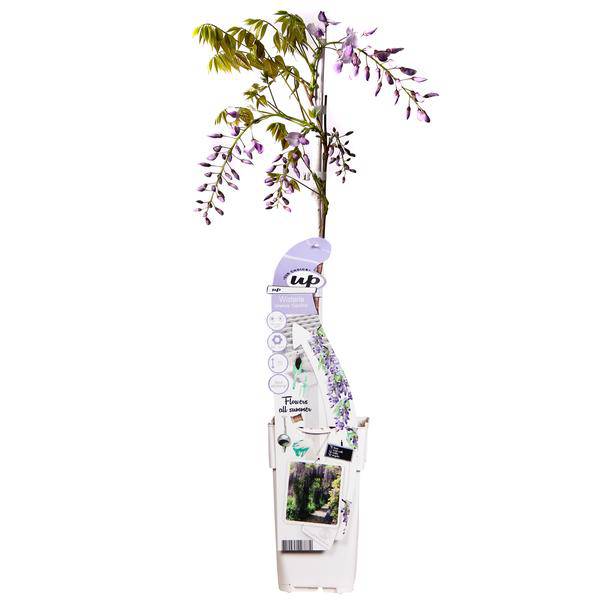 Chinesischer Duft-Blauregen – Wisteria sinensis ‘Caroline’ – Ø15cm – ca. 65cm hoch – Schnellwachsende & winterharte Kletterpflanze mit dunkelblau-lila Blütentrauben – Für Pergola, Zaun & Fassade