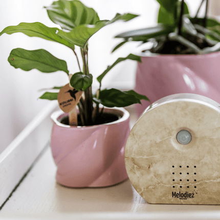 Melodiez Spieluhr Naturstein – Melody Nature Box – Klangbox mit Bewegungsmelder – Vogelgesang, Meeresrauschen & Dschungelklänge – Entspannung & Geschenkidee